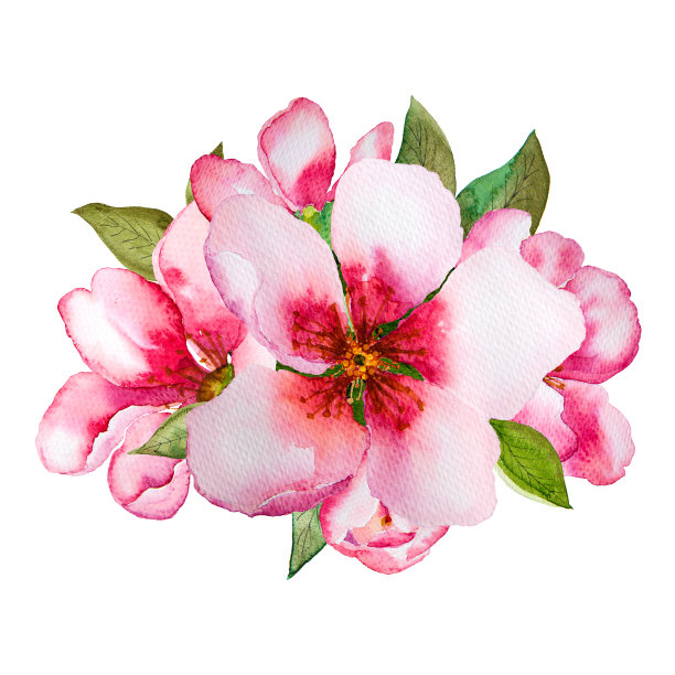 花簇,叶子,鲜花盛开