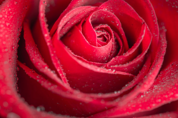 滴水红玫瑰