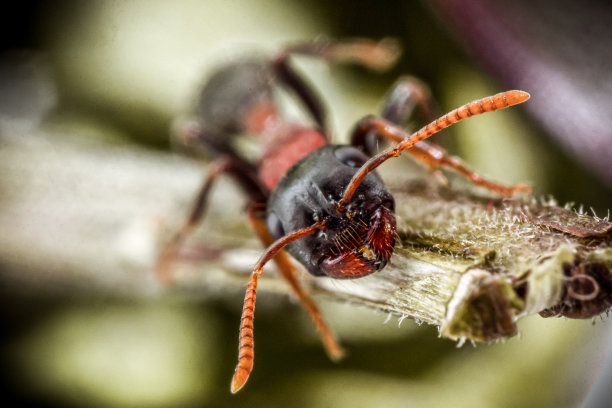 微距蚂蚁