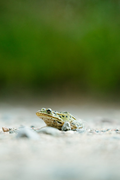 一只青蛙