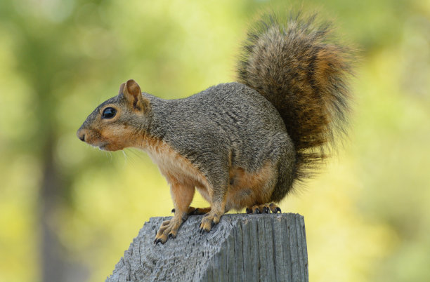 squirrel