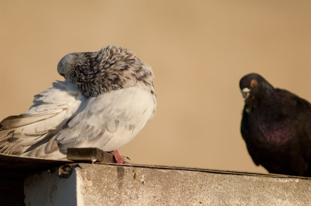 preen