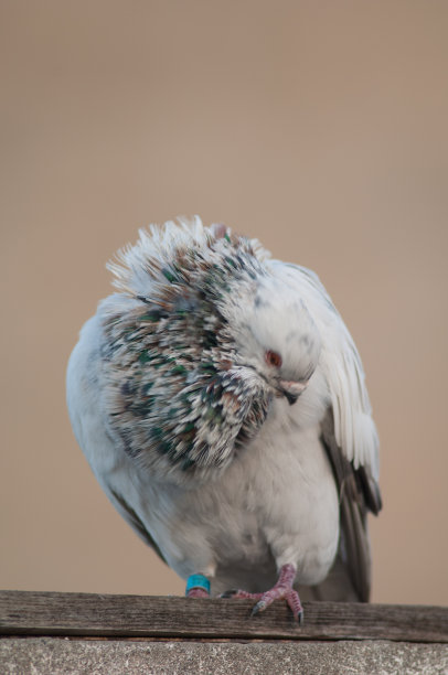 preen