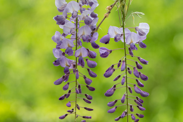 紫藤花景观