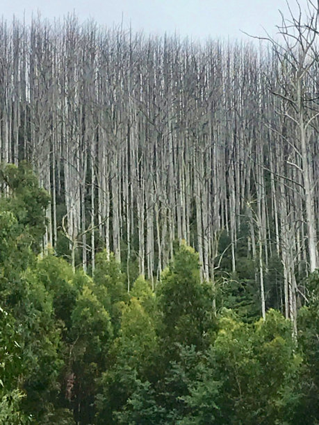 防范森林火灾