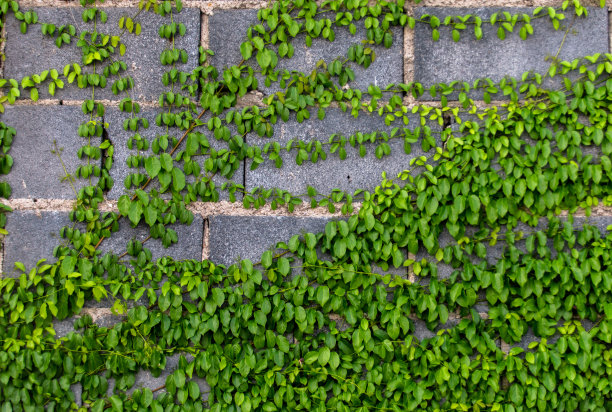 地产绿叶围墙
