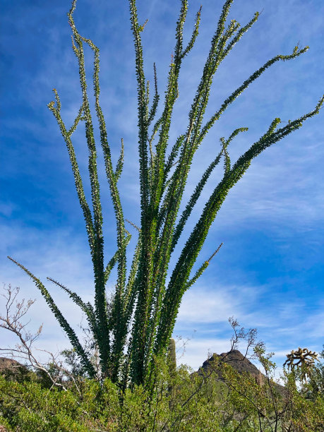 ocotillo