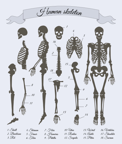 人体骨骼展示