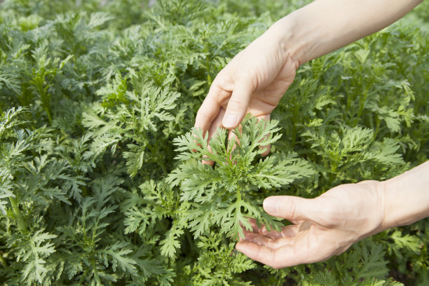mugwort