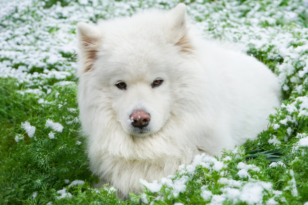 积雪覆盖草坪