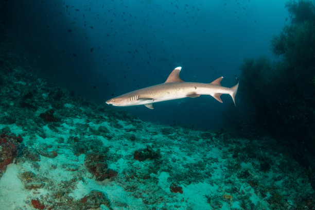 红海鲨鱼