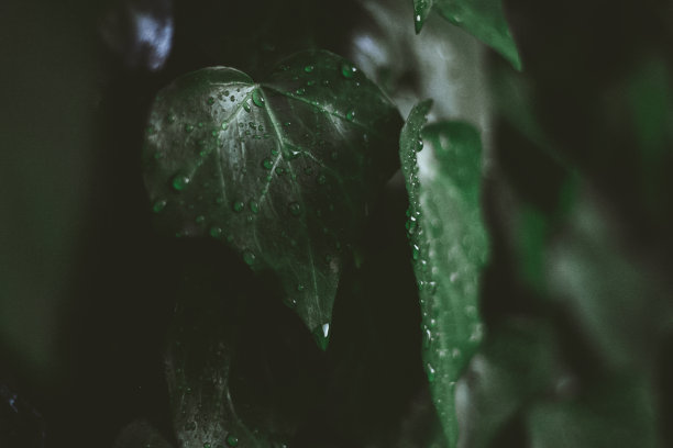 溅起的绿色水花