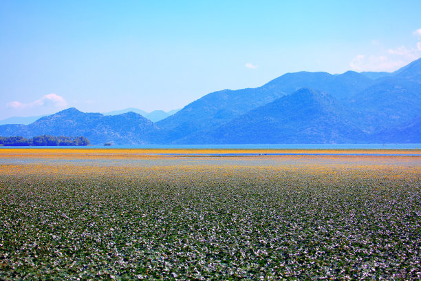 草原上的花海