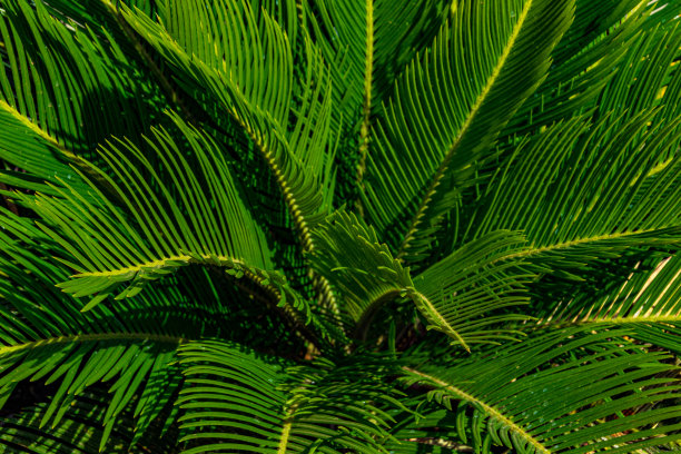 翠绿的植物绿叶纹理背景