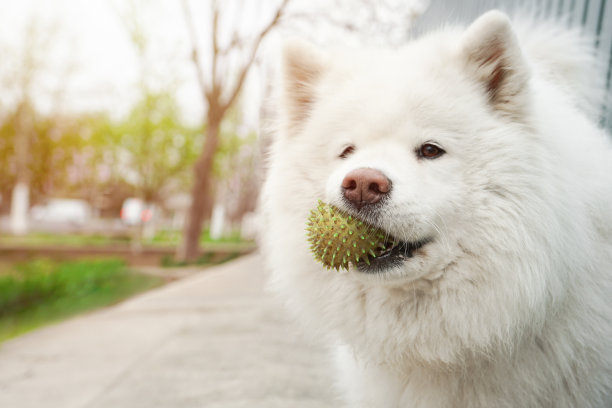 可爱搞怪萨摩耶犬