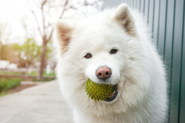 可爱搞怪萨摩耶犬