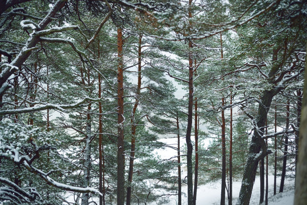 风雪中的树叶