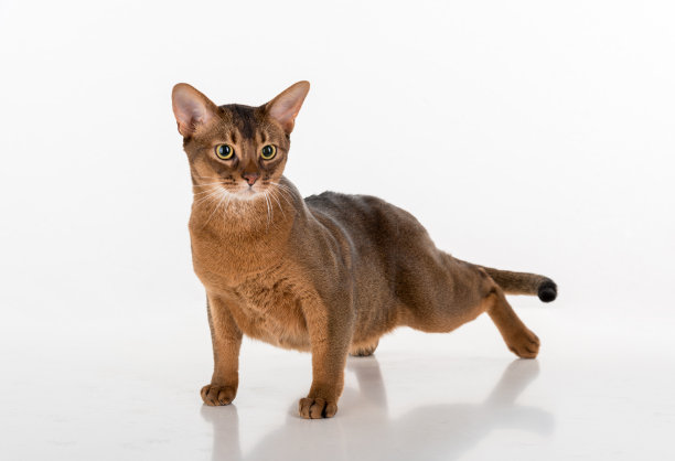 abyssinian猫