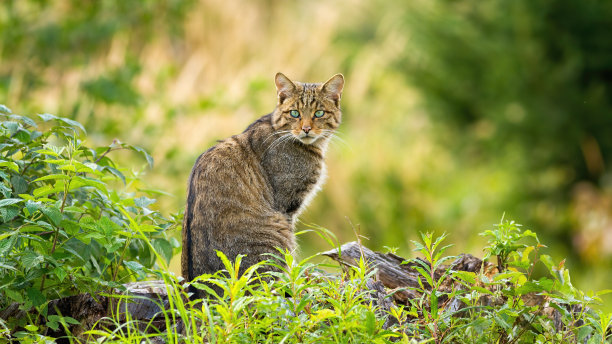 felis