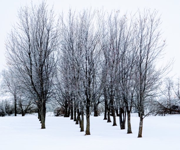 冬天树枝与蓝天背景