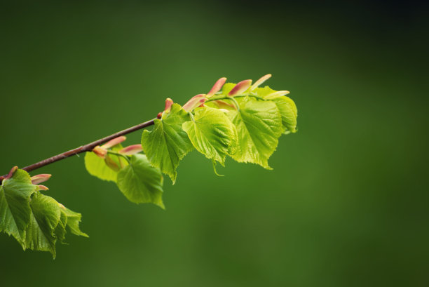 树林光芒