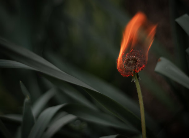 火焰树花