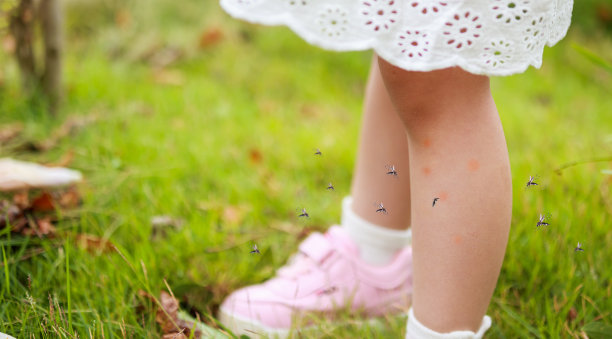 mosquito