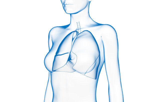 胸部模型