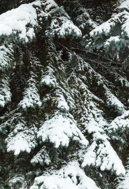 白雪覆盖的枝叶