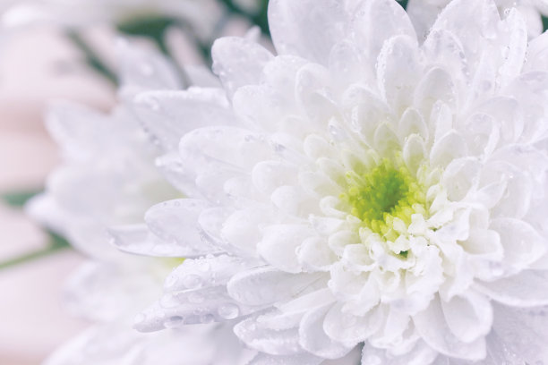 水珠菊花特写