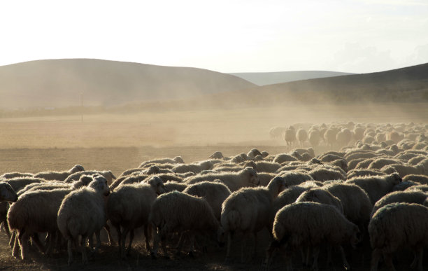 乡村绵羊养殖