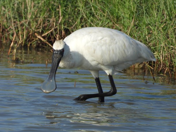 spoonbill