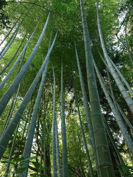 阳光竹林高清