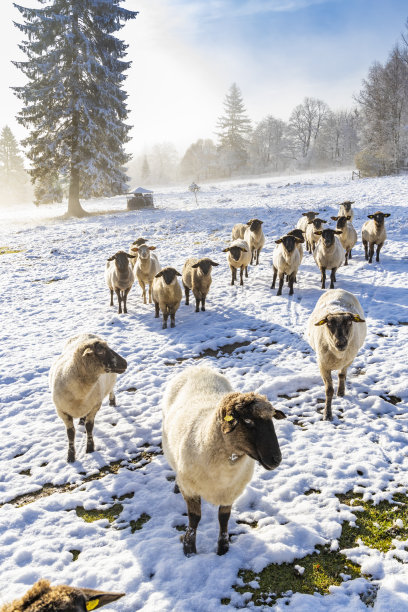 羊冬天的羊