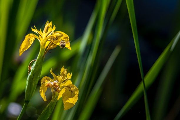 花朵上采蜜的蜜蜂