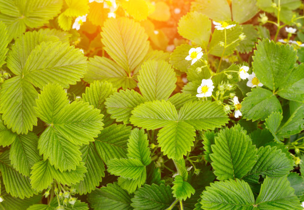 大棚种植草莓