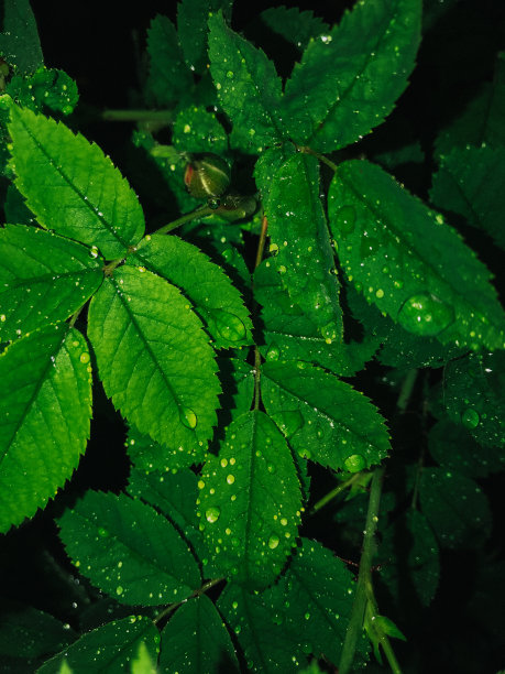 透亮的小草