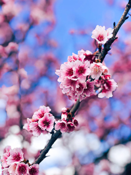 春天户外植物粉色花朵绽放