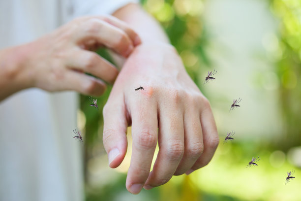 mosquito
