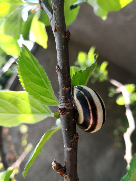 植物上的蜗牛