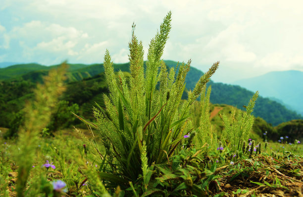 仙人类植物