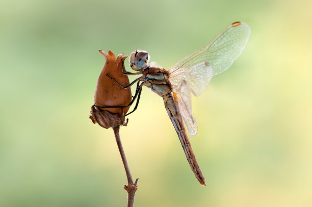蜻蜓展翅