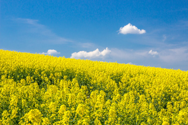 田园油菜花