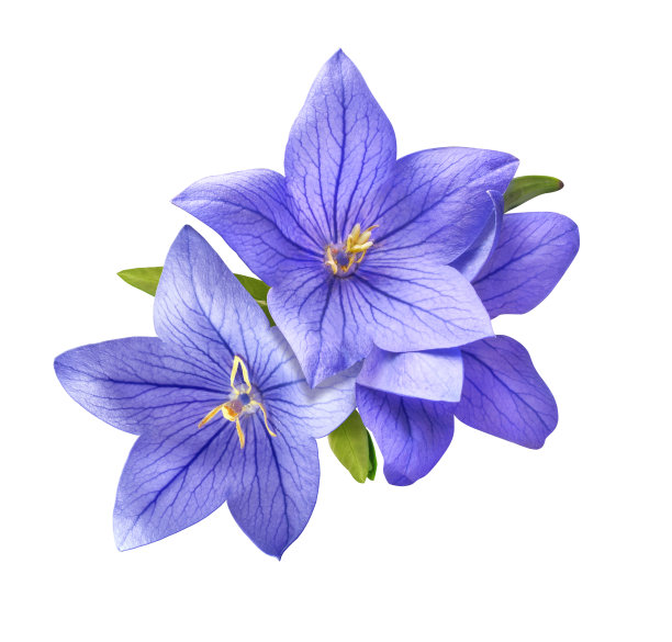 hyacinthoides