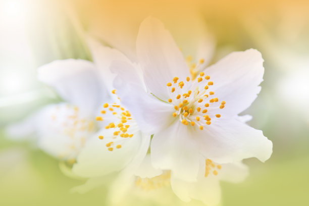 花朵花瓣背景