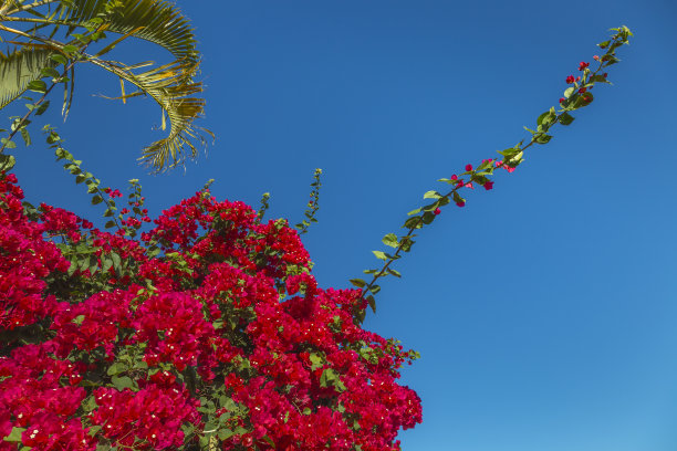 花卉组景