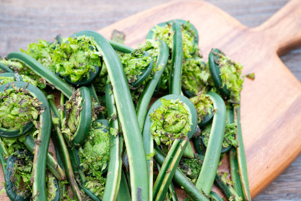 fiddlehead
