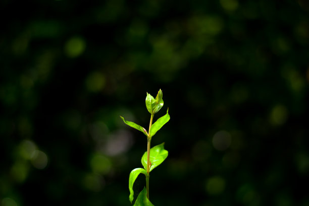 新春茶