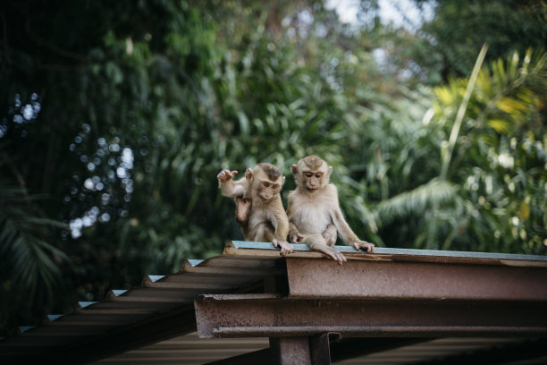 泰国猴子