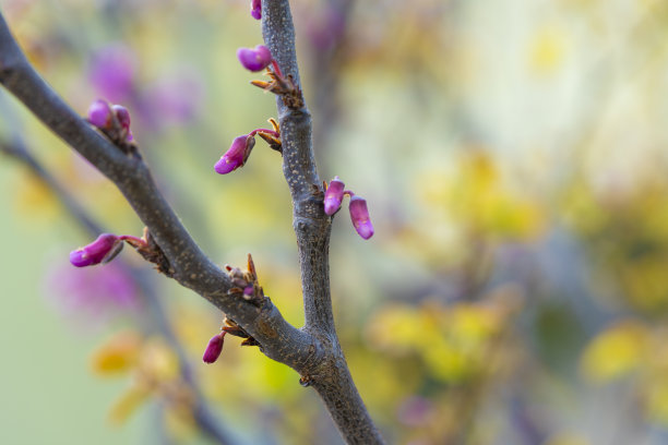 春天紫荆